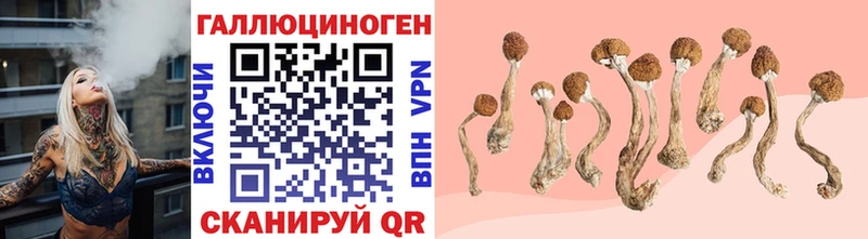 где купить   Коркино  Псилоцибиновые грибы Psilocybine cubensis 